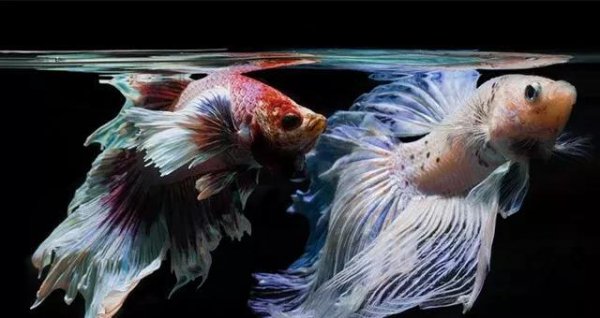 什么鱼最好养活又便宜