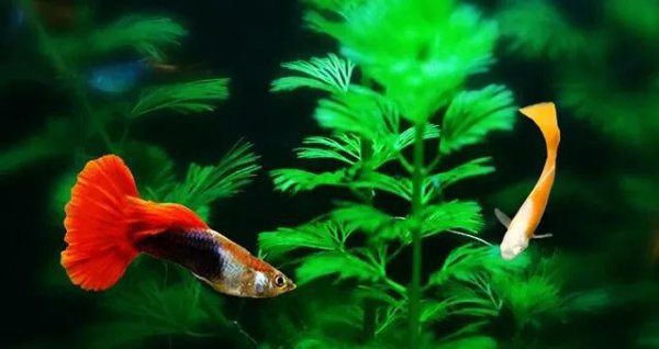 什么鱼最好养活又便宜