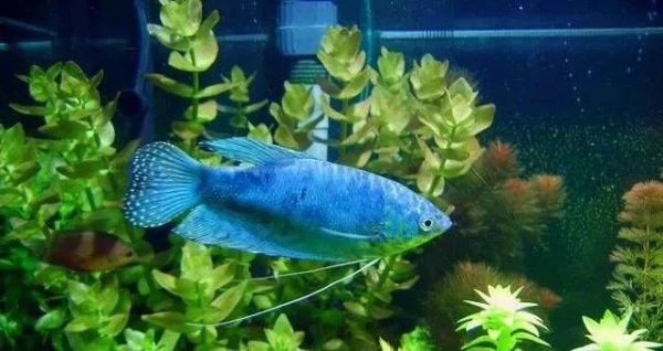 什么鱼最好养活又便宜