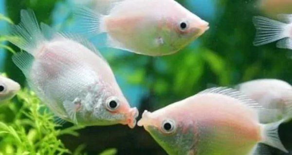 什么鱼最好养活又便宜