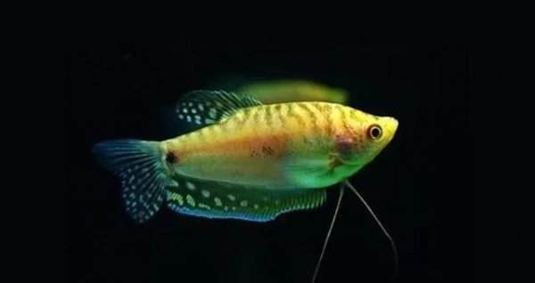 什么鱼最好养活又便宜