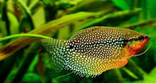 什么鱼最好养活又便宜