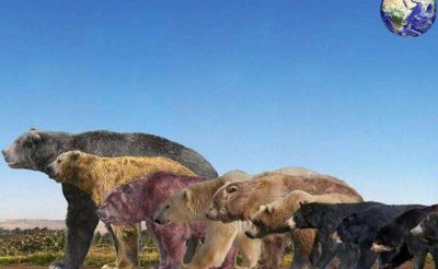 世界上最大的熊是哪种熊 最大的北极熊三米多长吗