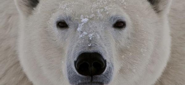 世界上最大的熊是哪种熊