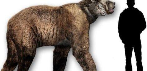 世界上最大的熊是哪种熊