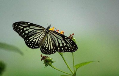 为什么地球上大多数生物都是对称 造成生物界对称根本原因