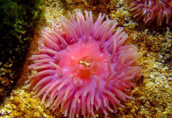 为什么地球上大多数生物都是对称