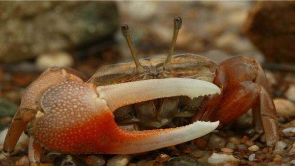 为什么地球上大多数生物都是对称