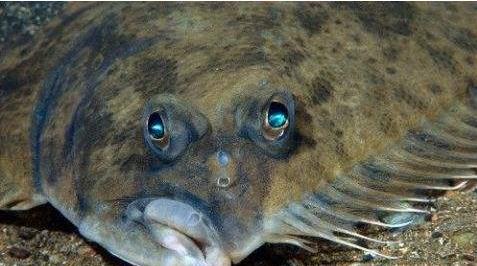 为什么地球上大多数生物都是对称