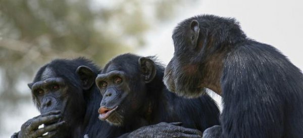 地球上第一个人类是怎么来的