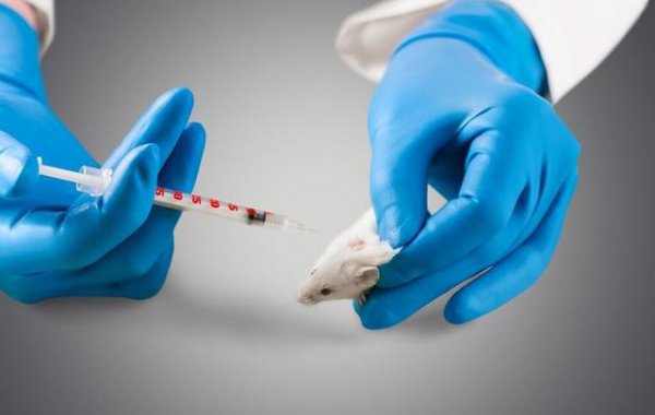 世界上最毒的蛇是哪种蛇