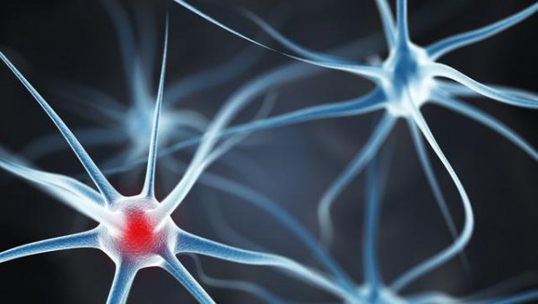 世界上最毒的蛇是哪种蛇