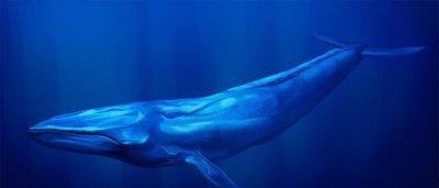 为什么有一鲸落万物生的说法 鲸鱼死后会给万物带来好处
