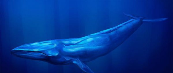 为什么有一鲸落万物生的说法