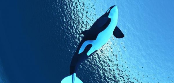 为什么有一鲸落万物生的说法