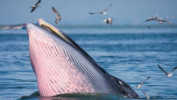 为什么有一鲸落万物生的说法