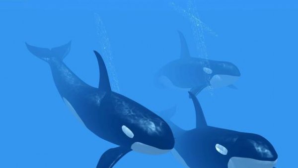 为什么有一鲸落万物生的说法