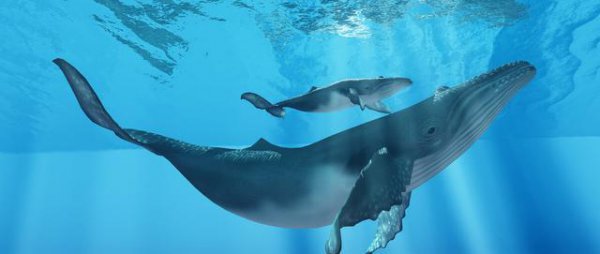 为什么有一鲸落万物生的说法