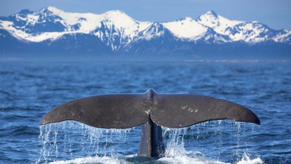 为什么有一鲸落万物生的说法