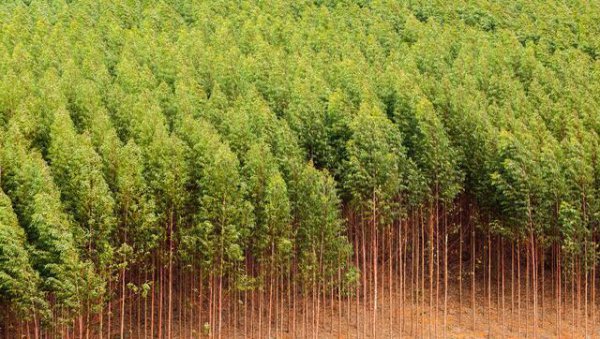 广西为什么大面积种植桉树