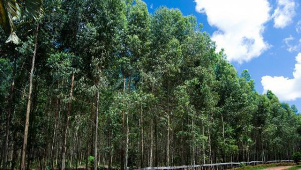 广西为什么大面积种植桉树