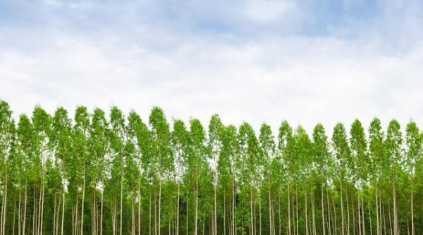 广西为什么大面积种植桉树