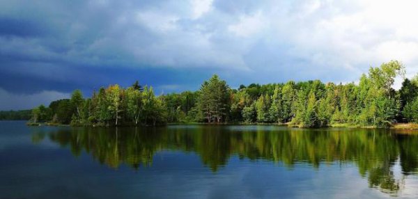 广西为什么大面积种植桉树