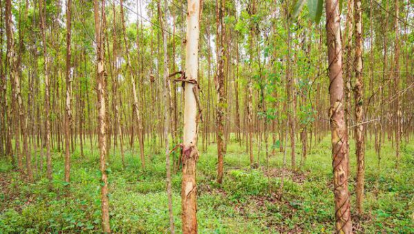 广西为什么大面积种植桉树