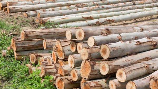 广西为什么大面积种植桉树