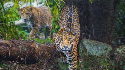 亚马逊雨林为什么称为人类禁区 热带雨林有多危险恐怖