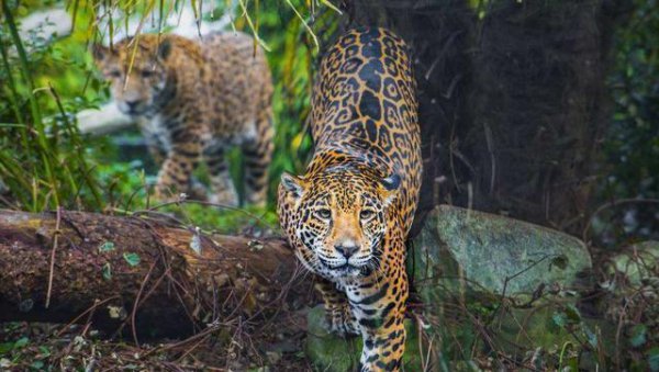 亚马逊雨林为什么称为人类禁区
