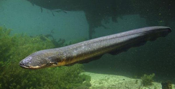 亚马逊雨林为什么称为人类禁区