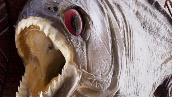 亚马逊雨林为什么称为人类禁区