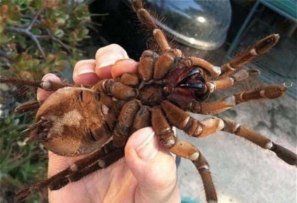 亚马逊雨林为什么称为人类禁区