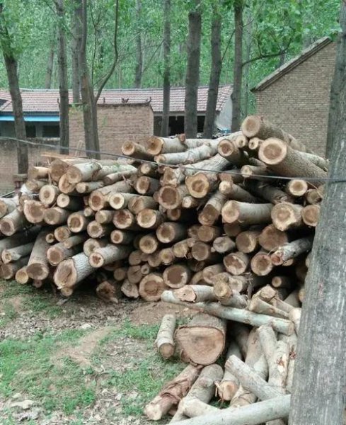 为什么有人去农村大量收购碎木