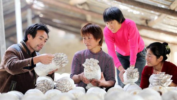 为什么有人去农村大量收购碎木