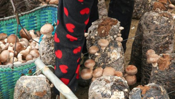 农村有人收旧木头是干什么的