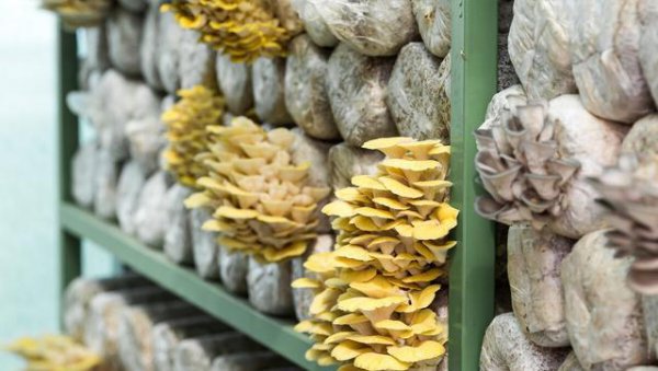 农村有人收旧木头是干什么的