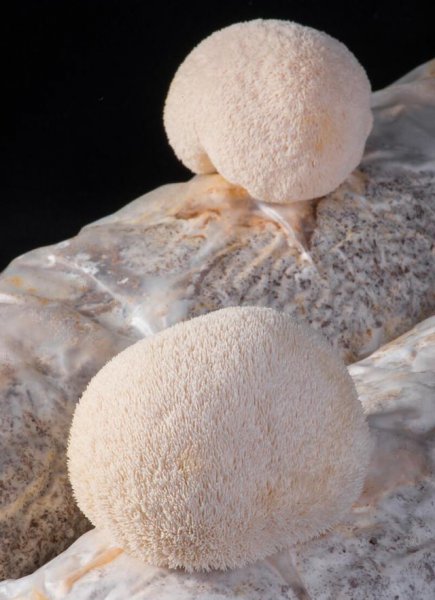 农村有人收旧木头是干什么的