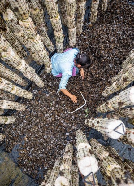 农村有人收旧木头是干什么的