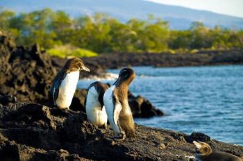 加拉帕戈斯群岛终年寒冷吗