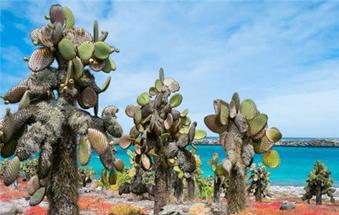 加拉帕戈斯群岛终年寒冷吗