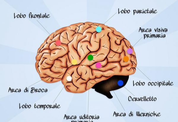 为什么说人的大脑只开发百分之几
