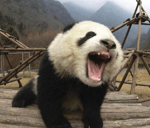 当年蚩尤坐骑真的是熊猫