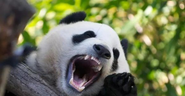 当年蚩尤坐骑真的是熊猫