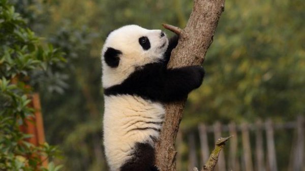 当年蚩尤坐骑真的是熊猫