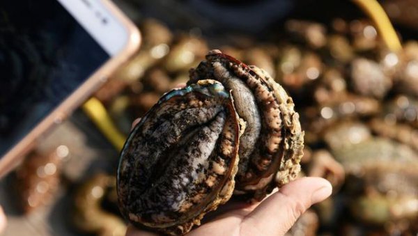 鲍鱼几头指的是什么意思