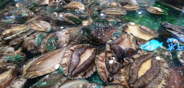 鲍鱼几头指的是什么意思