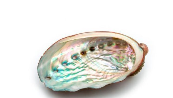 鲍鱼几头指的是什么意思