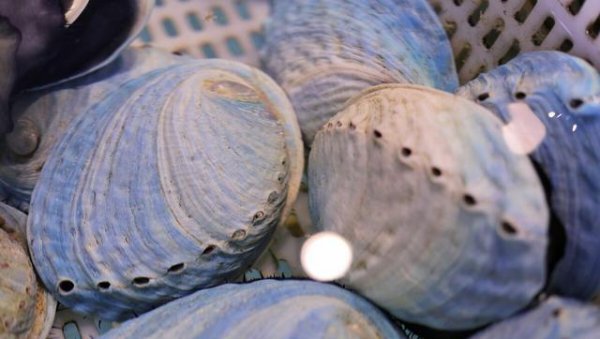 鲍鱼几头指的是什么意思